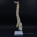 Impression personnalisée personnalisée colonne vertébrale à bas prix attachée au modèle de jambe demi-bassin